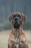 DOGUE ALLEMAND 738
